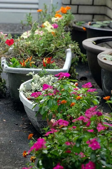 20101004Flower.jpg