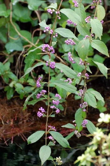 20101004Komurasaki.jpg