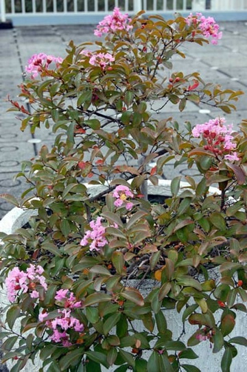 20101004Sarusuberi.jpg