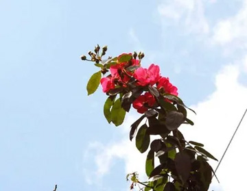 20101005Angera.jpg