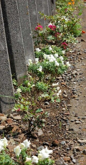 20101005Flower1.jpg