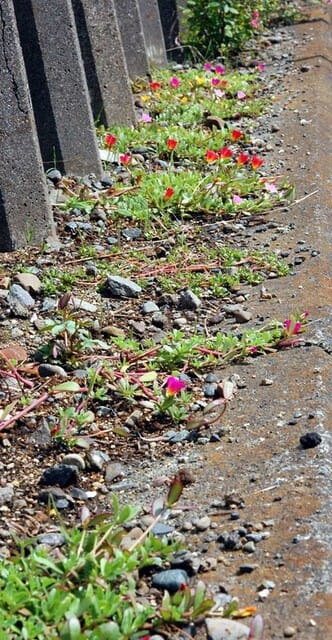 20101005Flower2.jpg