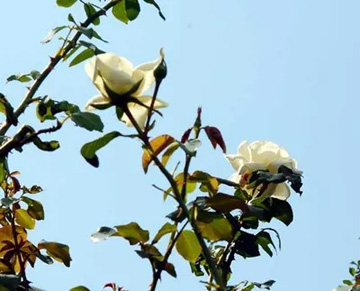 20101005Rose.jpg