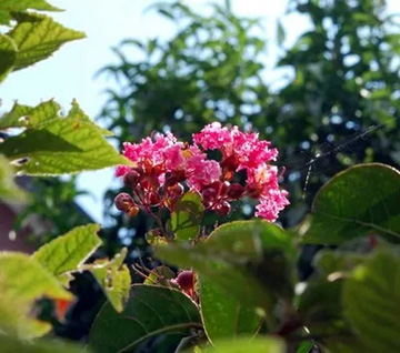 20101005Sarusuberi1.jpg
