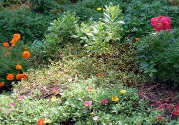 20101005Sarusuberi3.jpg
