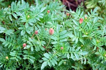 20101007Marygold.jpg