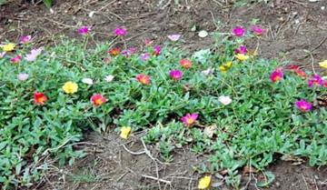 20101007Portulaca.jpg