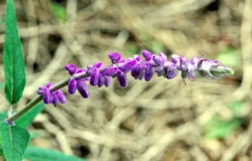 20101007Salvia.jpg