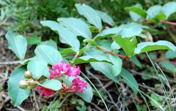 20101007Sarusuberi.jpg