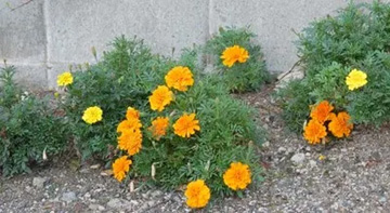 20101008Marygold.jpg