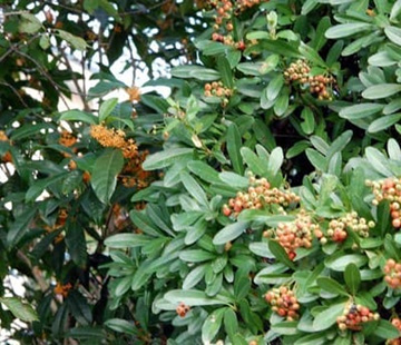 20101008Pyracantha2.jpg