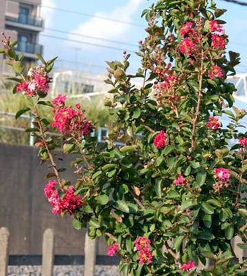 20101008Sarusuberi.jpg