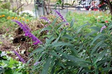 20101015Amethystsage.jpg