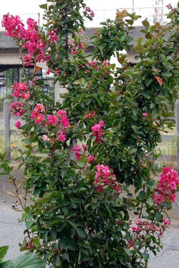 20101015Ooniji.jpg