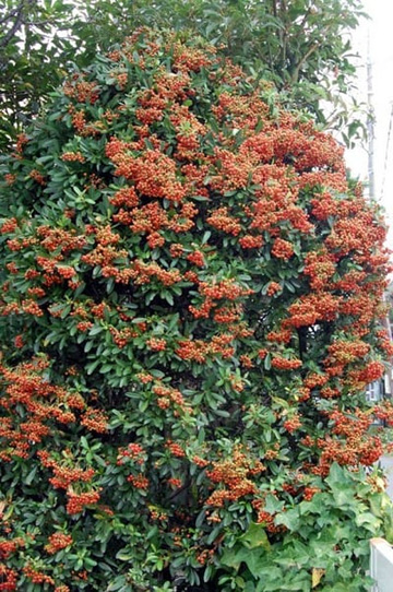 20101015Pyracantha.jpg