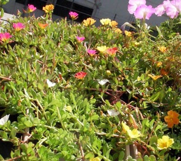 20101016Portulaca.jpg