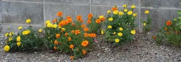 20101020Marygold.jpg