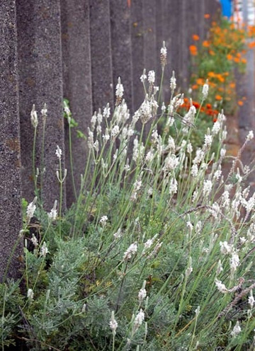 20101020White.jpg