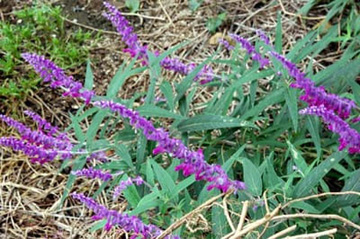 20101022Amethystsage.jpg