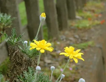 20101022Daisy.jpg