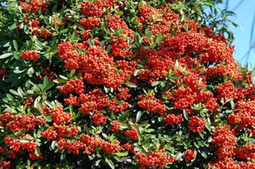20101027Pyracantha.jpg