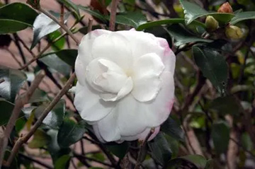 20101029Hinodefuji.jpg