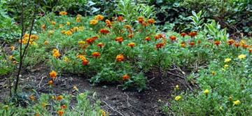 20101029Marygold1.jpg