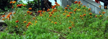 20101029Marygold2.jpg