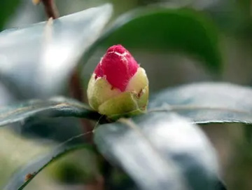 20101029Sazanka2.jpg