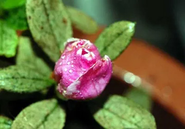 20101030Azalea.jpg