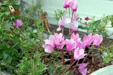 2010103Cyclamen.jpg