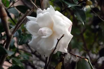 2010103Hinodefuji.jpg