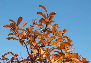 20101103Sarusuberi2.jpg