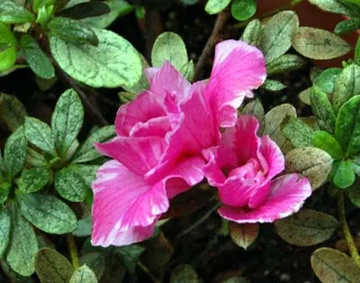 20101107Azalea.jpg