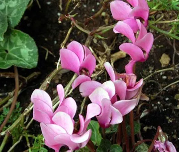 20101107Cyclamen.jpg