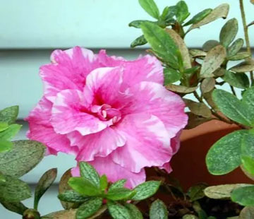 20101120Azalea.jpg