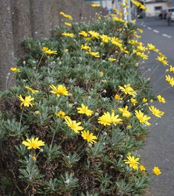 20101120Daisy.jpg
