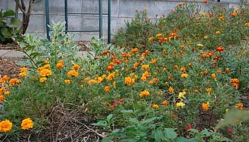 20101120Marygold.jpg
