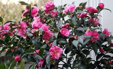 20101120Sazanka1.jpg