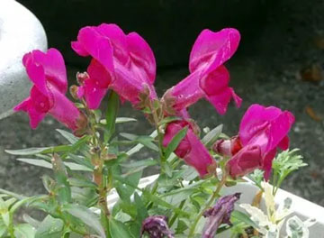 20101120Snapdragon.jpg