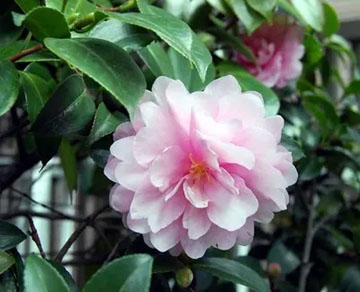 20101121Sazanka.jpg