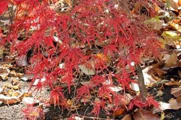 20101124Momiji1.jpg