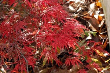 20101124Momiji2.jpg