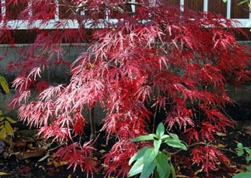 20101127Momiji.jpg