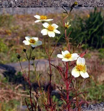 20101127Wintercosmos.jpg