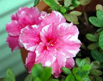 20101201Azalea.jpg