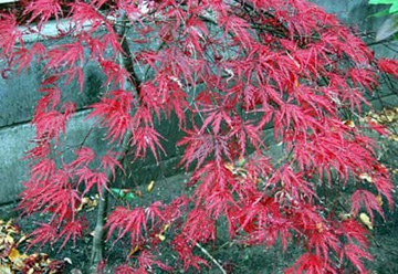 20101201Momiji1.jpg