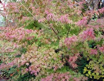 20101201Momiji2.jpg