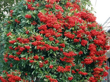 20101201Pyracantha.jpg