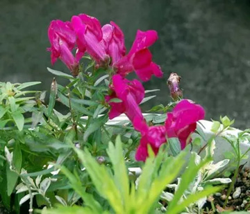 20101201Snapdragon.jpg